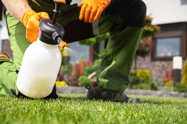 Best Flea Control Services  in Loretto, TN