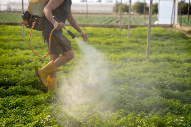 Best Mosquito Control Services  in Loretto, TN