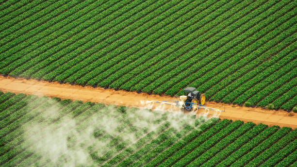Best Pest Removal Services  in Loretto, TN