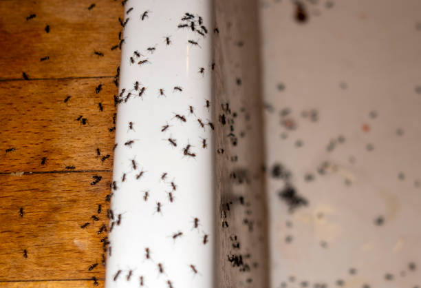 Best Exterminator Services  in Loretto, TN