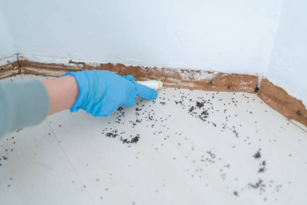 Best Residential Pest Control  in Loretto, TN